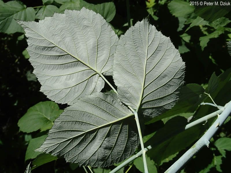 Stanley Park invasive plants - eastern native occidentalis